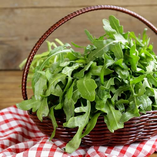 semi di rucola - decorativa aiuola rialzata balcone resistenti biologici perenni 300pcs