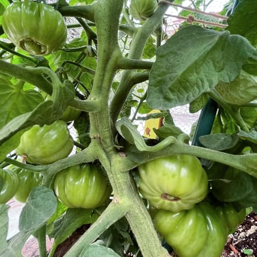Fleischtomaten, bio gemüsesamen Beefsteak tomato, wintergemüse kaufen seltene balkongarten ochsenherz tomatensamen, 50Samen