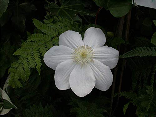 Clematis 'Madame Le Coultre' 100–150 cm – Winterhart, Mehrjährig, Pflegeleicht – Waldrebe – Kletterpflanze für Pergola & Rankhilfe