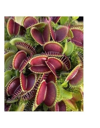 3 x Dionaea Muscipula Monkey Ass Venus Fly Trap Plants Seeds B1251 Seeds Plants Shop Seed Bench Pullingen Patrik Ipsa