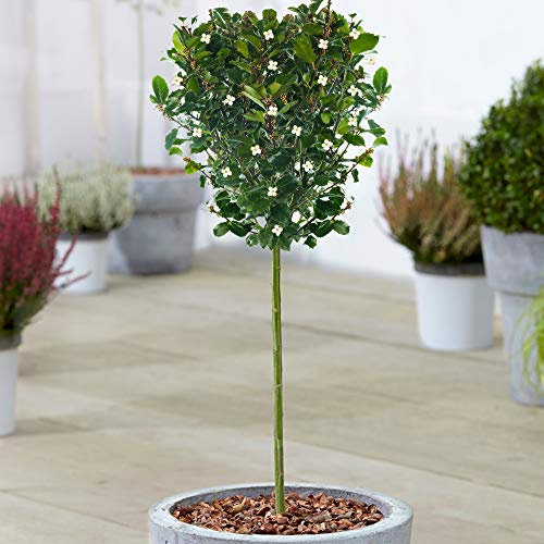 Ilex Blue Prince Arbre | Arbres Persistants en Pot pour Petits Jardins, Patios, Bordures et Conteneurs | Plantes Touffues à Tige Droite Standard (70-80cm (Pot Inclus))