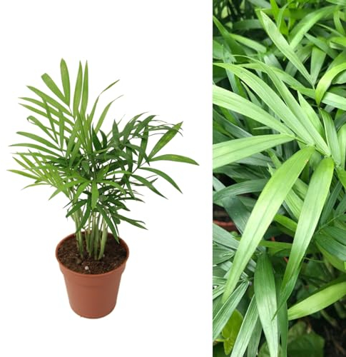 Chamaedorea elegans - Parlour Palm- 30-35cm in Height inc Pot - Indoor Plant Ideal for The Home or Office