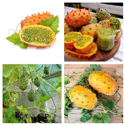 Semi di Kiwano, Melone Cornuto Cucumis Metuliferus, Frutta Esotica, Confezione da 15 Semi
