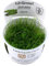 Tropica Vesicularia dubyana 'Christmas' 1-2-GROW!
