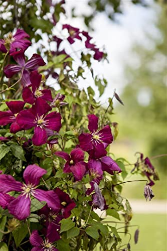 Clematis viticella 'Kermisina' 60–100 cm – Winterhart, Mehrjährig, Pflegeleicht – Italienische Waldrebe – Kletterpflanze für Pergola & Rankhilfe