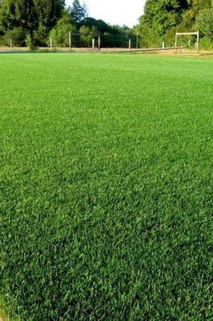 Cynodon Dactylon/Gramigna - Semi di Prato Erboso Resistente al Calpestio Denso e Agressivo 1 lb 2 confezioni