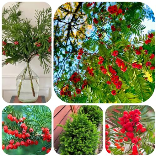 semi di tasso Taxus baccata, resistenti all'esterno da balcone, esotiche resistenti, 40pcs