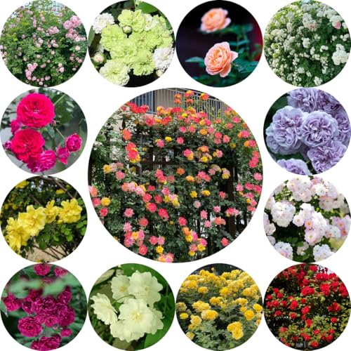semillas de rosal trepador - resistentes para jardín Rosales trepadores resistentes - rosas trepadoras - colgantes, enredaderas para decoración cercas, 300pcs