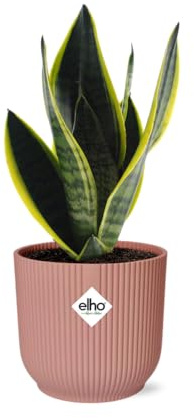 Sansevieria Futura Superba en Vibes Fold rosa - 30-40cm - Ø14cm - Planta de interior - Hojas perennes - Cactus y suculentas
