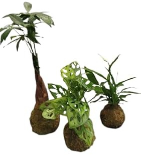 Kokedama de Monstera Adansonii – Planta Natural en Musgo – Costilla de Adán Mini – DECOALIVE