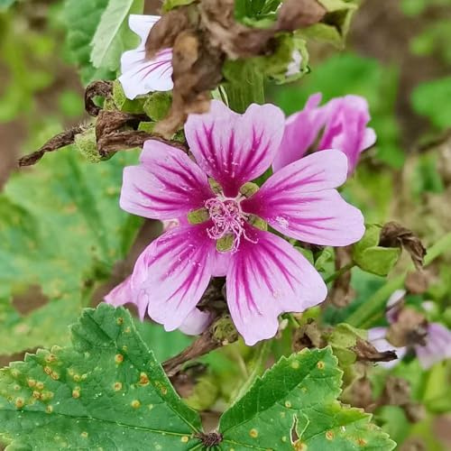 semillas de malva perenne resistente semillas de malva jardín del balcón, 500pcs