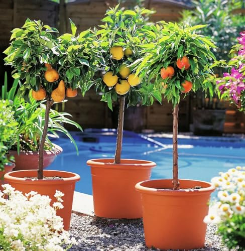 ZWERGOBST Mediterrane Zitrus-Obstbäume Set, Topfgröße 25 cm, Selbstfruchtend, Für Terrasse und Garten, 3 Stück