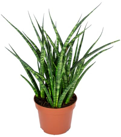 Bloomique - Sansevieria Fernwood Punk - Langue de belle-mère - Plantes d’intérieur - Dépolluante - Très facile à entretenir - Hauteur 20-30 cm - Pot 12 cm