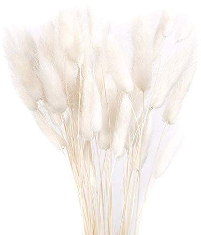 YIWOYI 30 Stück natürlich getrocknete Hasenschwanzgras, Kaninchenschwanz, Gras, natürlich getrocknete Blumen, natürliche getrocknete Blumen, Lagurus, weiße Blumen, buntes Kaninchenschwanzgras (weiß)