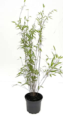 Bambus Fargesia nitida 'Black Pearl' 3 Liter Topf, 60-80 cm