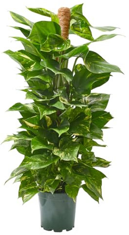 Verdecora Potho en maceta 3L con Tutor | Pothos Epipremnum Aureum | Planta Trepadora de Interior | Purificadora de Aire | Fácil Cuidado y Crecimiento Rápido | Altura aproximada 70cm