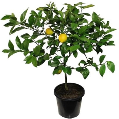 Citrus Limon: Limonero Natural Árbol Frutal Ideal para Cultivar tus Propios Limones