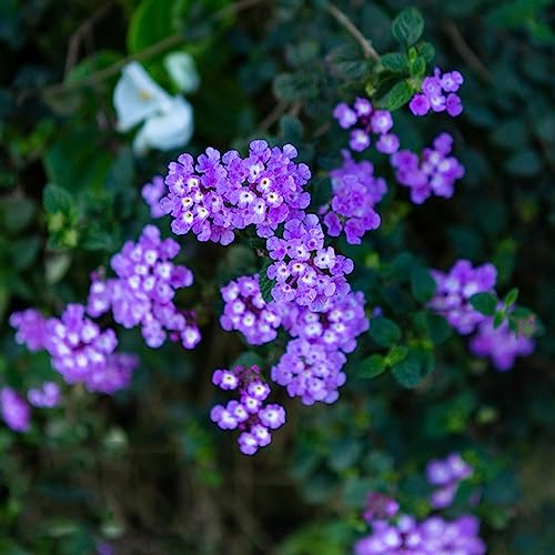 lantana perenne resistenti per sole pieno semi decorativi di decorazioni esotiche giardino per esterni giardino semi perenni 350pcs