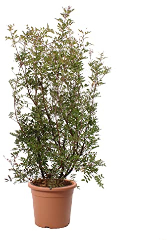 KENTIS - Pianta di Lentisco - Pistacia Lentiscus - Piante Vere da Esterno da Siepe Resistenti - Pianta da Giardino - H 80-100 cm Vaso Ø 24 cm