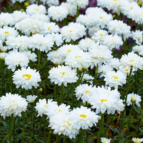 Le Leucanthemum Victorian Secret Marguerite de Shasta est une plante vivace d'extérieur en pot.