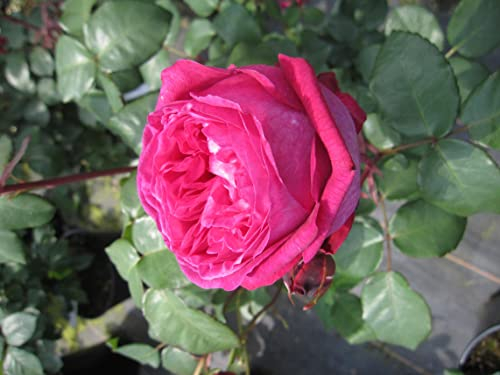 Rosa Freifrau Caroline ® - Beetrose - Parfuma Rose - Kordes Rose - ADR Rose