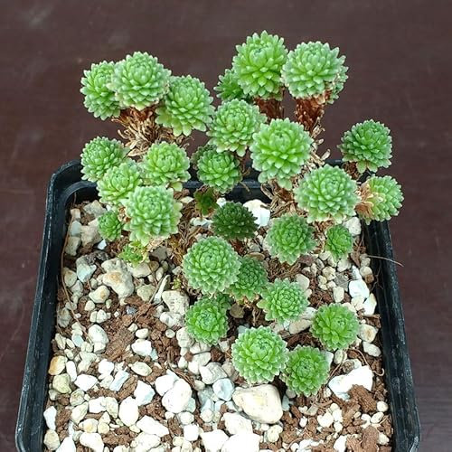 SUNNYPLANTS - Sedum multiceps, Miniature Joshua Tree, Piante Sedum, Talee di sedum, Piante grasse, Semi di Piante Grasse, Talee Piante Grasse, Piante Grasse, Sedum