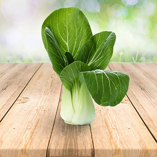 Pak Choi 250 x Samen - Aus Portugal 100% Natürlich Ohne Chemische Anzuchthilfe Oder Gentechnik, Einfach Nur Natur Pur