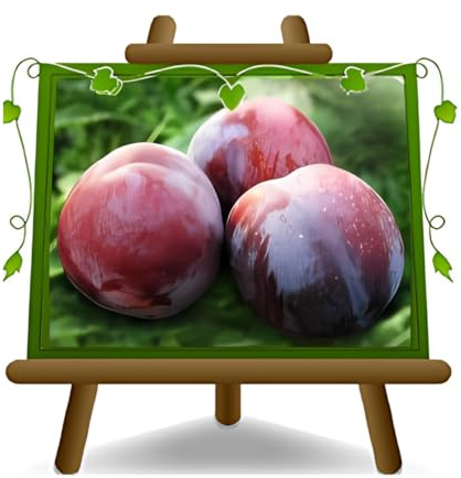 EURO PLANTS VIVAI Prunier Sangue di Drago sang de dragon plante fruitière en pot 24/26 cm hauteur maximale 180 cm. - Âge 4 ans