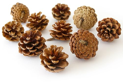 Rainbow Eco Play Natural Pine Cones, Ideal for Arts and Crafts, Sensory Toys for Kids, Hand Made Gifts, Christmas Decorations, Indoor and Outdoor Crafting, Wreath Decoration - 500g (approx 40pcs)
