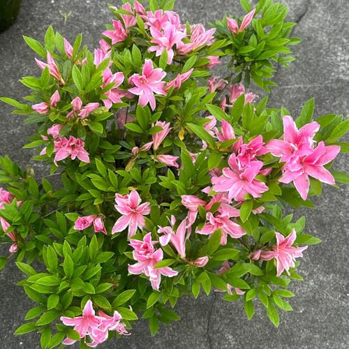 semi di rododendro, semi di azalee, le da giardino roccioso sono resistenti da balcone da balcone 40pcs