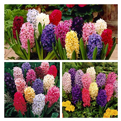 Hyacinth Mixed Flower Bulbs Size 15/16 (24) Stunning Spring Flowers