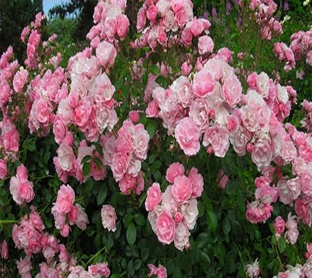 90pcs of Climbing Rose Flower Seeds