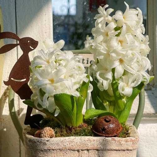 4bulbi di giacinti - giacinti - perenne, vere primaverile, rara decorazione, balcone di campo