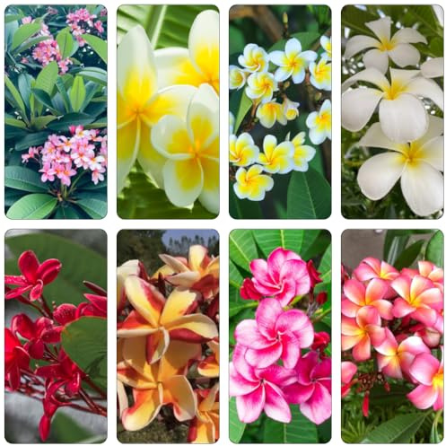 frangipani wohnzimmer deko winterharte stauden dauerblüher steingartenpflanzen blumenwiesensaat topfpflanzen echt blumensaat frühlingsblumen blumensamen kaufen schmetterlingsflieder 200samen