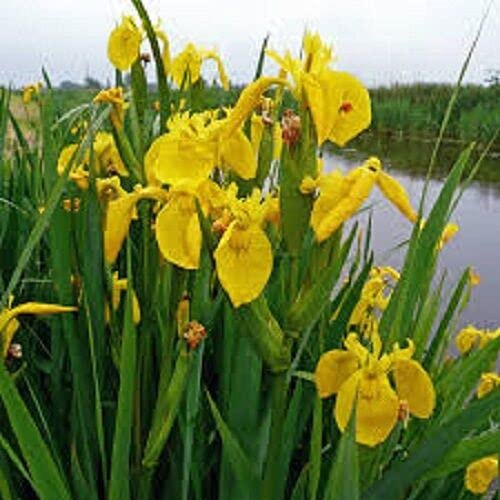 1000 Seeds of Iris Pseudacorus Yellow Flag Yellow iris Ponds Lakes