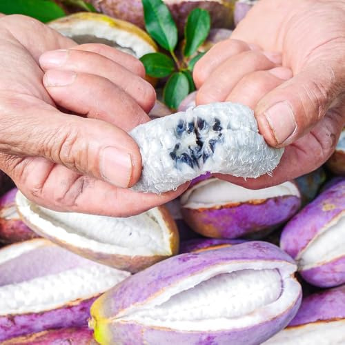 Semillas de Holboellia latifolia, resistentes de exterior semillas de enanos resistentes fresca columnar de balcón 50pcs