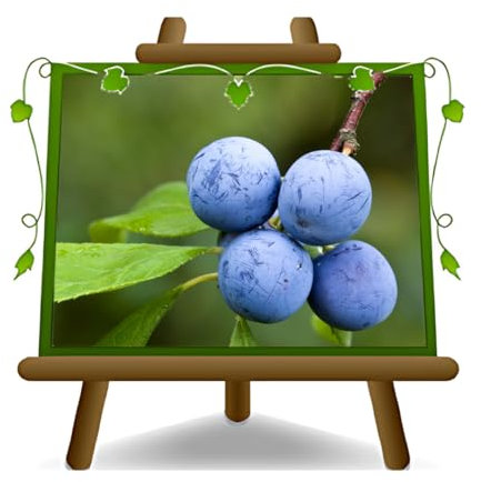 Dornener Prunus oder dorniger Pflaumenbaum, Obstpflanze im 24cm cm Topf, Höhe 120-150 cm