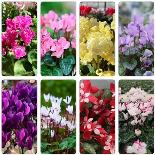 Alpenveilchen büropflanzen balkongewächshäuser blumensaat sommerblumen balkonpflanzen frühling kräuterbeet exotische zimmerpflanzen indoor kräutergarten gartenpflanze kletterpflanze 1200samen