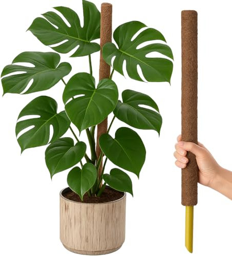 GardenersDream Indoor Climber Plants Kit - Includes Monstera Swiss Cheese Plant and Coir Moss Pole – Healthy, Lively Air Purifying Plants - Great Gift for Plant Lovers