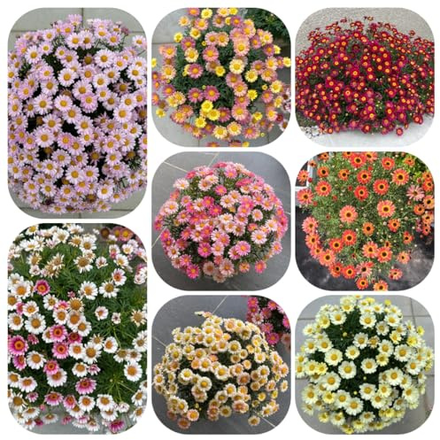 semillas de margaritas perennes resistentes - jardín afuera margarita, exóticas, 550pcs