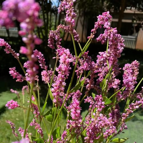Persicaria orientalis - di interni esotici perennes resistente semi silvestres reverdecimiento tetti 550pcs