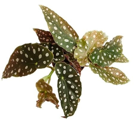 Begonia Moteada Planta Natural Begonia Maculata Ideal para Interior