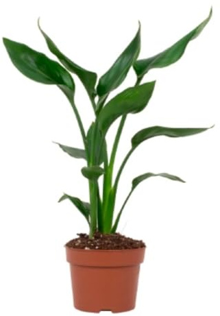 Planta natural Strelitzia Augusta, 90-100 cm. Ave del paraíso. Planta del paraíso. Planta tropical con hojas grandes, ideal para interiores. Segura Garden.