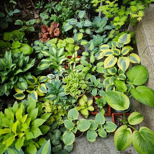 Semi di Hosta, perenni Hosta plantaginea, hosta funky resistente per giardino vecchie varietà di semi regali sostenibili decorazione 50pcs