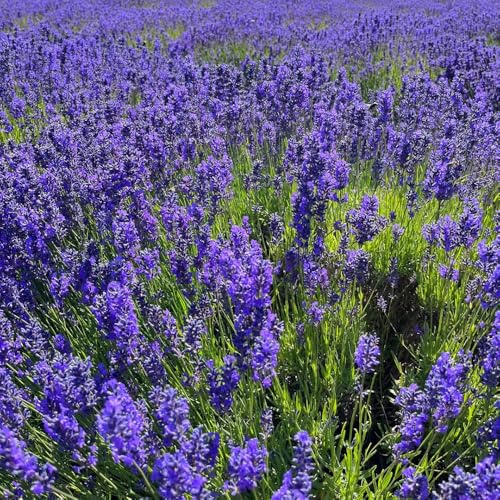 semi di lavanda - rampicanti resistenti in vaso decorazione del soggiorno selvatiche di biologiche giardino giardino serre da balcone 300pcs