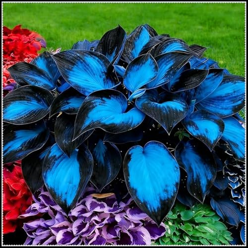 Hosta Blu Notte- Bulbi di Hosta- Tolleranti all'Ombra- Bassa Manutenzione e Facili da Piantare- Ideali per Bordure di Giardino e Paesaggistica-b-4 Rizomi