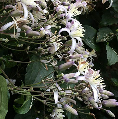 Staudenclematis Mrs. Robert Brydon - Clematis heracleifolia - lebende Gartenpflanze aus den Baumschulen