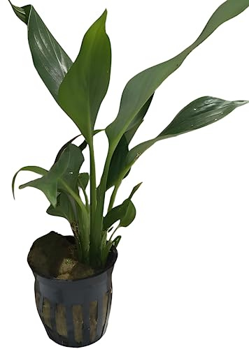 Aquarium Peace Lily (Spathiphyllum Wallisii) Live Aquatic Plant