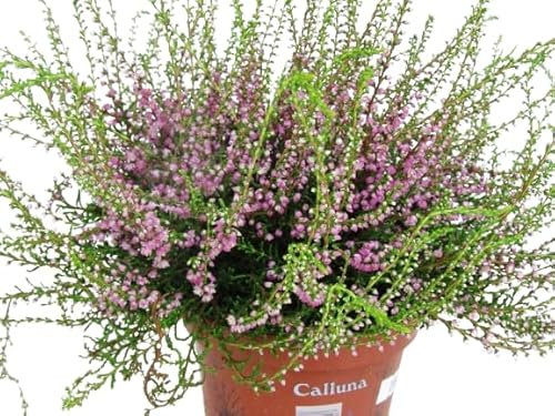 Calluna Planta Exterior - Rosa - Arbusto Resistente y Natural