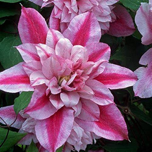 Raíz de clemátide. Resistente al frío, trepadora. El Rey de Fujimoto. Cultivo de jardín.-10 Bulbos-A